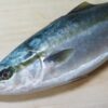 ハマチ・イナダ・ブリ・出世魚のサイズと呼び名の順番